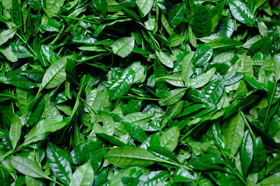 Green Tea